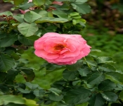 2020 09 01 LyndaleParkRoseGarden 037